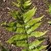 Thumbnail #2 of Dryopteris goldiana by Equilibrium