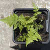 Thumbnail #4 of Dryopteris goldiana by Cretaceous