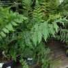 Thumbnail #5 of Dryopteris goldiana by DaylilySLP