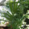 Thumbnail #5 of Phlebodium aureum by palmbob