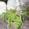 Thumbnail #2 of Cheilanthes farinosa by palmbob