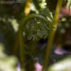 Thumbnail #3 of Athyrium filix-femina subsp. cyclosorum by Cretaceous