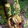 Thumbnail #2 of Dryopteris crassirhizoma by WaterCan2