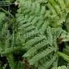 Thumbnail #4 of Dryopteris crassirhizoma by DaylilySLP