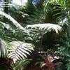 Thumbnail #2 of Cyathea spinulosa by palmbob