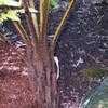 Thumbnail #3 of Cyathea spinulosa by palmbob