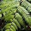 Thumbnail #4 of Cyathea spinulosa by palmbob