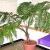 Thumbnail #1 of Cyathea spinulosa by palmbob