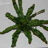 Thumbnail #2 of Asplenium nidus by mgarr