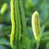 Thumbnail #2 of Lemmaphyllum microphyllum by Zaragoza