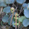 Thumbnail #1 of Pellaea rotundifolia by PotEmUp