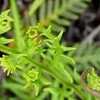 Thumbnail #3 of Pityrogramma chrysophylla by htop