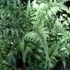 Thumbnail #2 of Athyrium niponicum var. pictum by wooffi