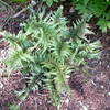 Thumbnail #3 of Athyrium niponicum var. pictum by gregr18
