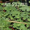 Thumbnail #2 of Lygodium palmatum by mystic
