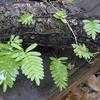 Thumbnail #1 of Pleopeltis polypodioides by Floridian