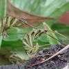 Thumbnail #2 of Pleopeltis polypodioides by Floridian