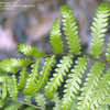 Thumbnail #3 of Woodwardia virginica by Cretaceous