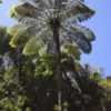 Thumbnail #2 of Cyathea intermedia by DrBestClimate