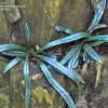 Thumbnail #3 of Microsorum thailandicum by mgarr