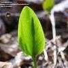 Thumbnail #1 of Ophioglossum vulgatum by Toxicodendron