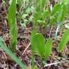 Thumbnail #3 of Ophioglossum vulgatum by amazondoc