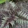 Thumbnail #2 of Athyrium niponicum var. pictum by Valentina_S