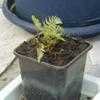 Thumbnail #3 of Athyrium niponicum var. pictum by jumproo