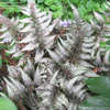 Thumbnail #4 of Athyrium niponicum var. pictum by Spookycharles