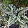 Thumbnail #5 of Athyrium niponicum var. pictum by Terri1948