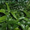 Thumbnail #2 of Davallia pentaphylla by potofclay