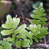 Thumbnail #2 of Polypodium californicum by Cretaceous