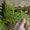 Thumbnail #4 of Polypodium californicum by Kelli