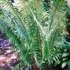 Thumbnail #1 of Dryopteris wallichiana by palmbob