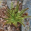 Thumbnail #5 of Dryopteris wallichiana by growin
