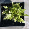 Thumbnail #2 of Woodsia obtusa by Cretaceous