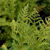 Thumbnail #3 of Woodsia obtusa by growin