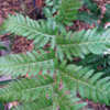Thumbnail #2 of Dicksonia arborescens by Cretaceous
