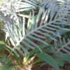 Thumbnail #3 of Phlebodium pseudoaureum by Craig_R_Jackson