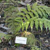 Thumbnail #2 of Dicksonia sellowiana by Cretaceous