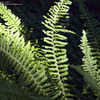 Thumbnail #2 of Polystichum californicum by Cretaceous