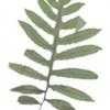 Thumbnail #3 of Woodwardia areolata by MotherNature4