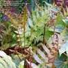 Thumbnail #5 of Woodwardia areolata by DebinSC