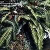 Thumbnail #1 of Blechnum chambersii by kennedyh