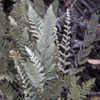 Thumbnail #4 of Cheilanthes lindheimeri by Cretaceous