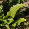Thumbnail #2 of Polystichum imbricans by growin