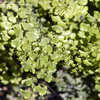 Thumbnail #2 of Adiantum jordanii by Cretaceous