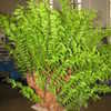 Thumbnail #3 of Drynaria rigidula by palmbob