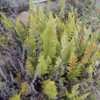Thumbnail #4 of Cheilanthes covillei by palmbob
