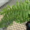 Thumbnail #2 of Dryopteris affinis by DaylilySLP